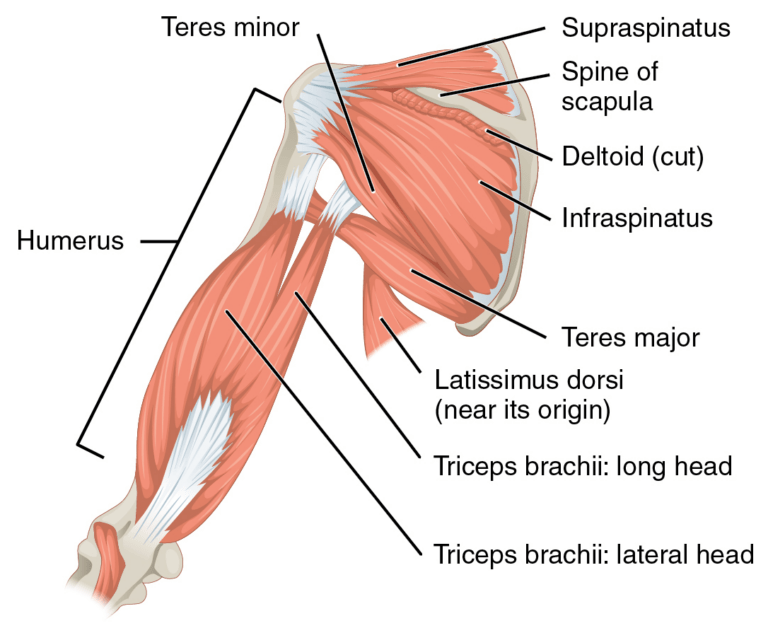 15 Mind-Blowing Deltoid Facts