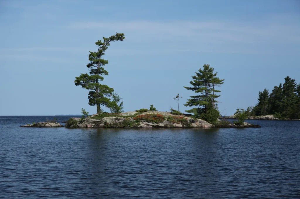 Wind-swept tree in Lake Nipissing