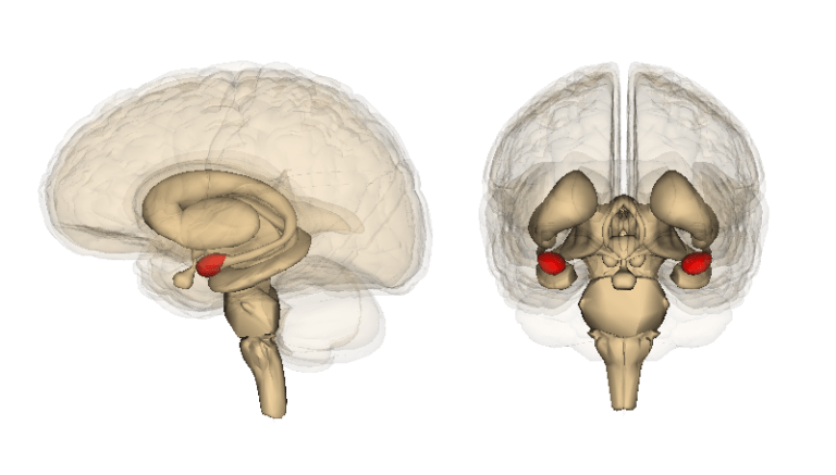 Facts about Amygdala: Unveiling the Brain’s Emotional Powerhouse