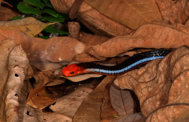 Enigmatic Facts About the Blue Malayan Coral Snake