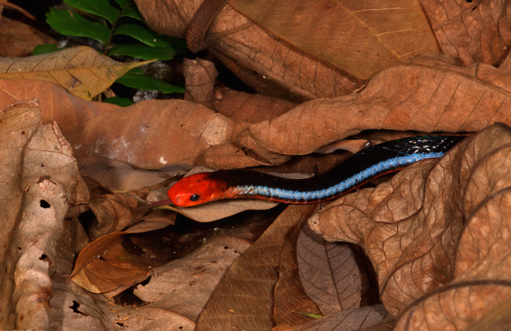 lue Malayan Coral Snake from Singapore