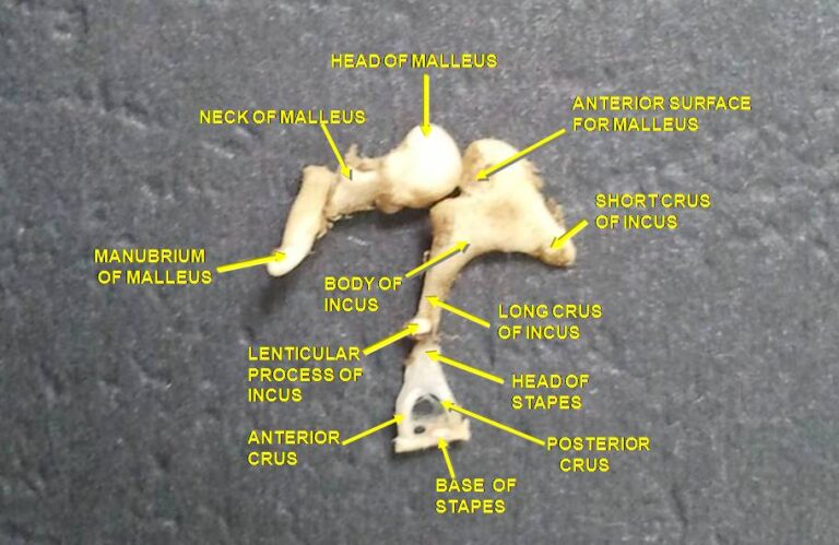 Facts about Ossicles: The Tiny Bones That Make a Big Difference in Your Hearing