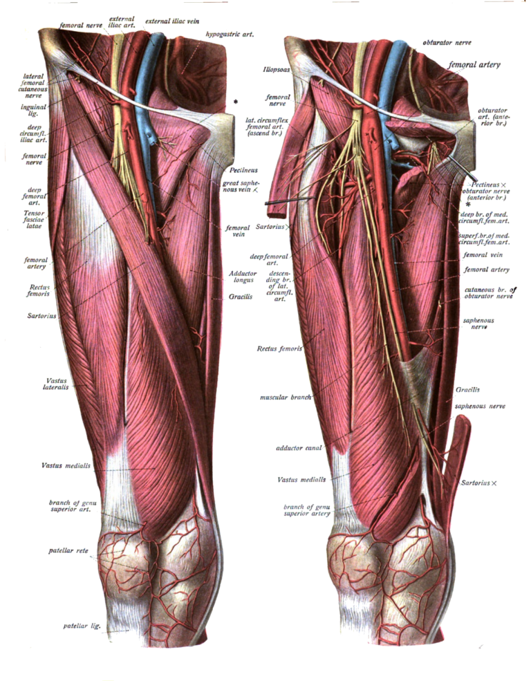 Fascinating Facts About the Femoral Artery: A Comprehensive Guide