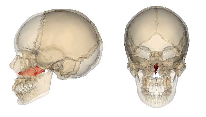 vomer bone