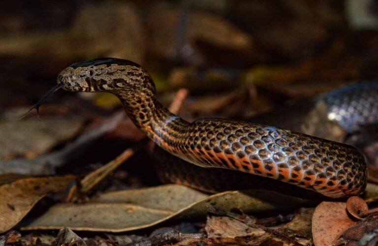 11 Fascinating Facts About the Golden Crowned Snake: Australia’s Hidden Gem