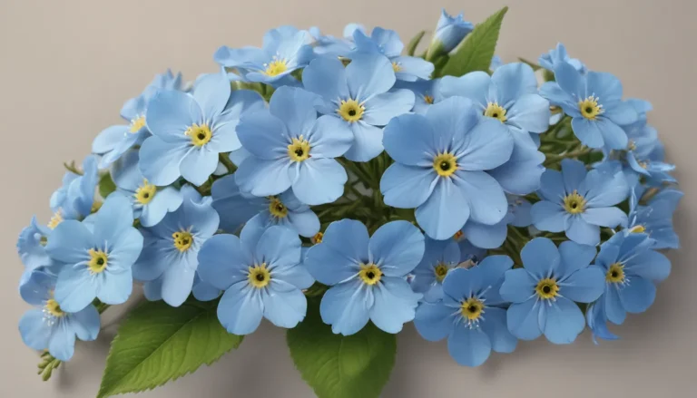 Embracing the Enchanting Forget-Me-Not: A Tribute to Alaska’s State Flower