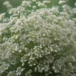 astonishing facts about babys breath 24942947 1