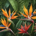 astonishing facts about bird of paradise d7aff60a 1