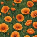 astonishing facts about california poppy 226bdbc5