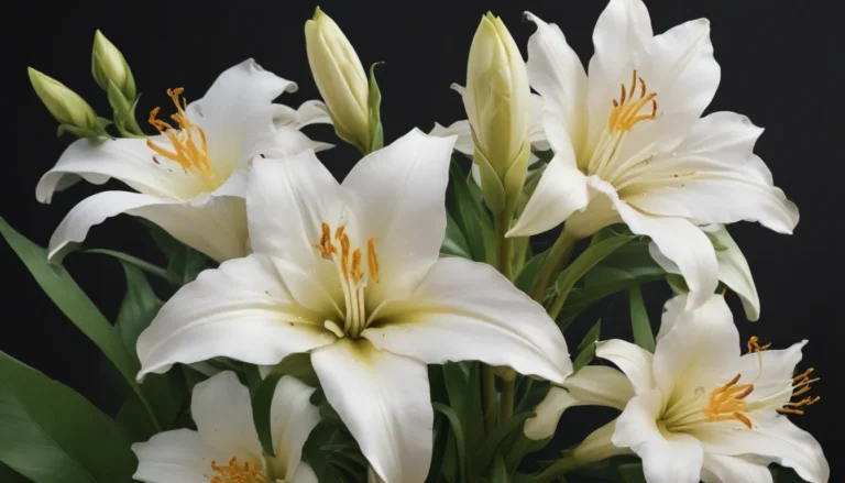 Explore the Enchanting World of Madonna Lily: 18 Fascinating Facts