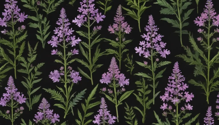 Unveiling the Mysteries of Vervain: A Comprehensive Guide