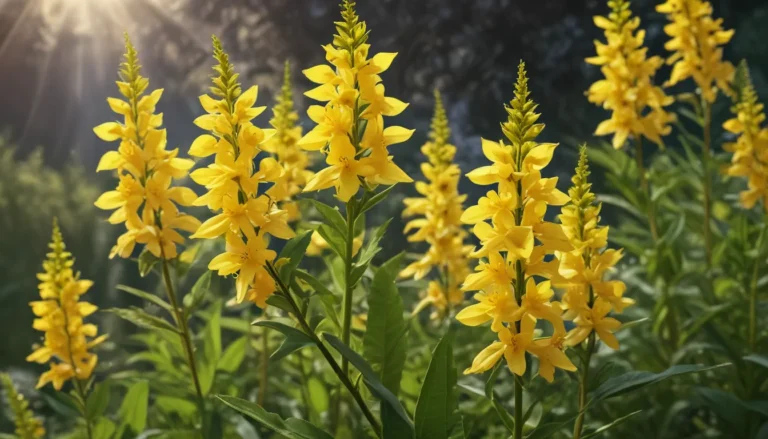 Unveiling the Beauty of Yellow Loosestrife: 16 Fascinating Facts