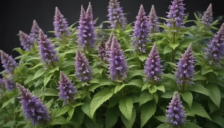 The Magic of Anise Hyssop: 9 Intriguing Facts Unveiled