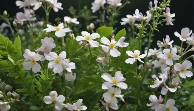 Discover the Wonders of Cardamine: 17 Astonishing Facts