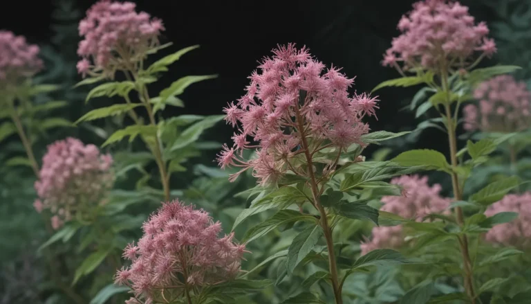 Unveiling the Beauty of Joe Pye Weed: A Deep Dive into 16 Captivating Facts