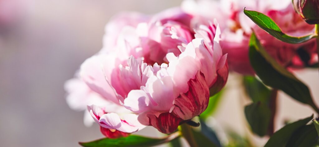 Beautiful flowers, peonies. Bouquet of pink peony background.