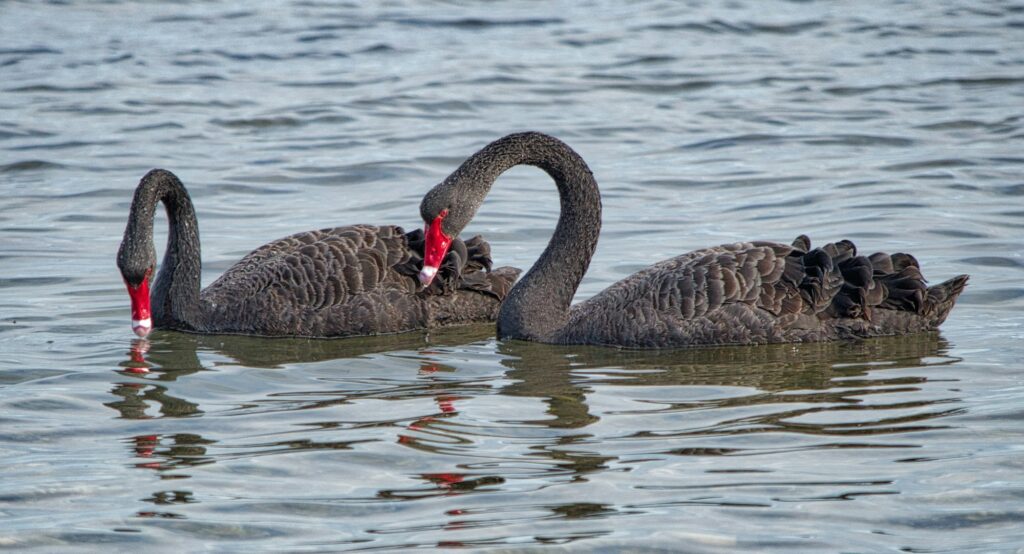 Black swans of Australia