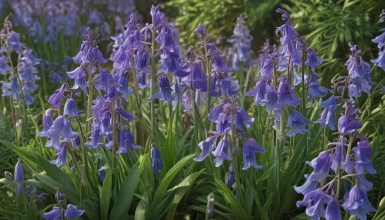 Discover the Magic of Bluebell Flowers: 18 Fascinating Facts