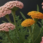 captivating facts about achillea 79b0c693 1