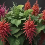 captivating facts about amaranthus a61c8c93 1