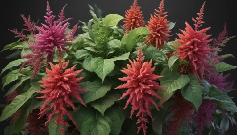 Uncover the Beauty and Wonder of Amaranthus: 19 Captivating Facts