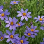 captivating facts about blue eyed grass e046fe1d