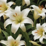 captivating facts about easter lily b6b8119d 1