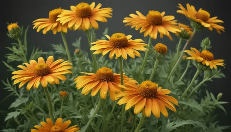 Embracing the Beauty of Sneezeweed: A Botanical Wonder Unveiled