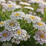 captivating facts about sweet alyssum 3957da9c 1