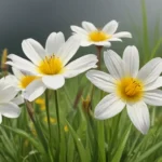 captivating facts about yellow eyed grass 2134759e 1