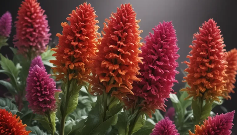 The Vibrant World of Celosia Flowers: A Comprehensive Guide