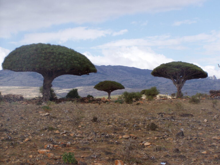 Explore the Enigmatic Beauty of Socotra Archipelago: A Nature Lover’s Paradise