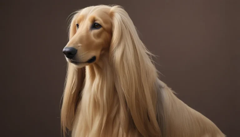 Unveiling the Enigmatic Afghan Hound: A Captivating Breed of Elegance and Mystery