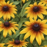 enigmatic facts about black eyed susan da87cccb 1