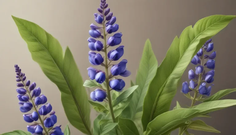 Unveiling the Beauty of False Indigo: 16 Intriguing Facts About this Enigmatic Plant