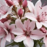 enigmatic facts about gaura 40327c76 2