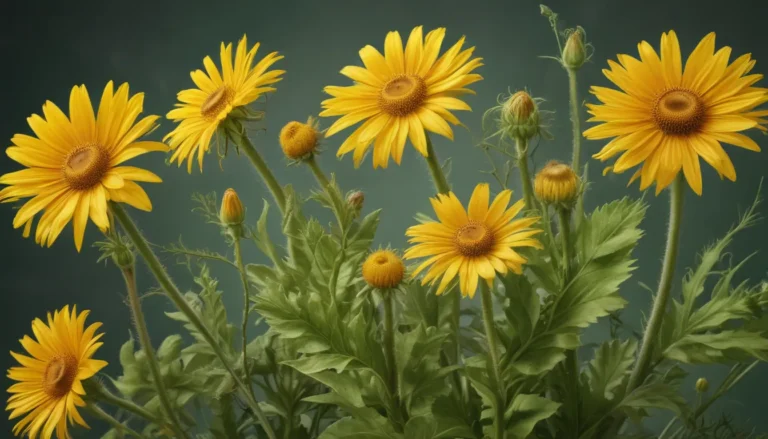 Unveiling the Mysteries of Hieracium: 10 Intriguing Facts About Hawkweed