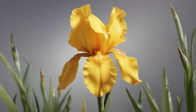 Unveiling the Mysteries of the Yellow Flag Iris: 17 Intriguing Facts