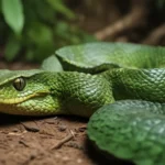 extraordinary facts about bornean keeled green pit viper a5702e9c