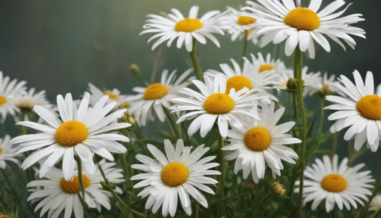 Discover the Beauty of Shasta Daisy: 16 Fascinating Facts