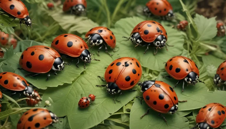 Discovering the Wonders of Ladybirds: 14 Fascinating Facts