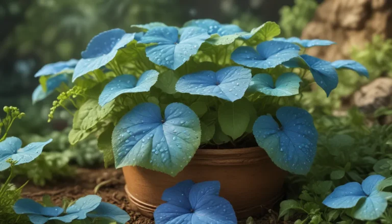 Discover the Enchanting Brunnera Plant: 18 Fascinating Facts