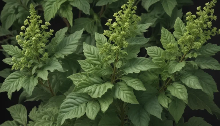 Unveiling the Secrets of Chenopodium Plants: A Comprehensive Guide