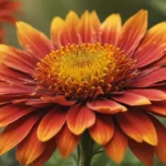 fascinating facts about indian blanket flower db3a1748 1