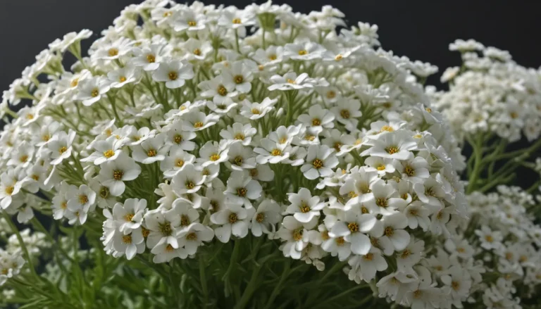 Embracing the Beauty of Sweet Alyssum: 10 Intriguing Facts Unveiled