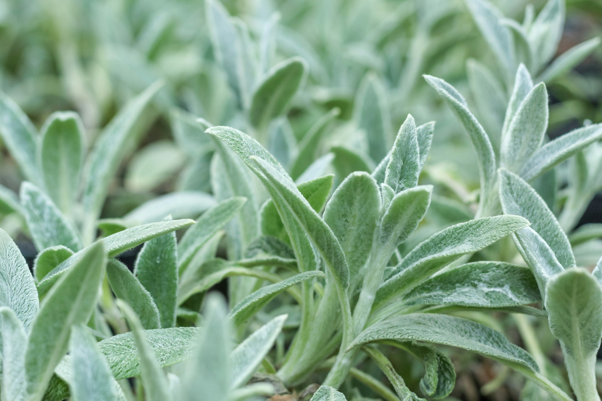 Green natural background from sage leaves.