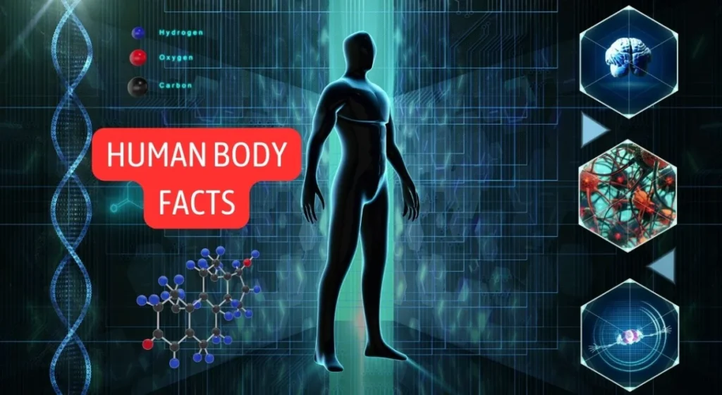 Human Body Facts