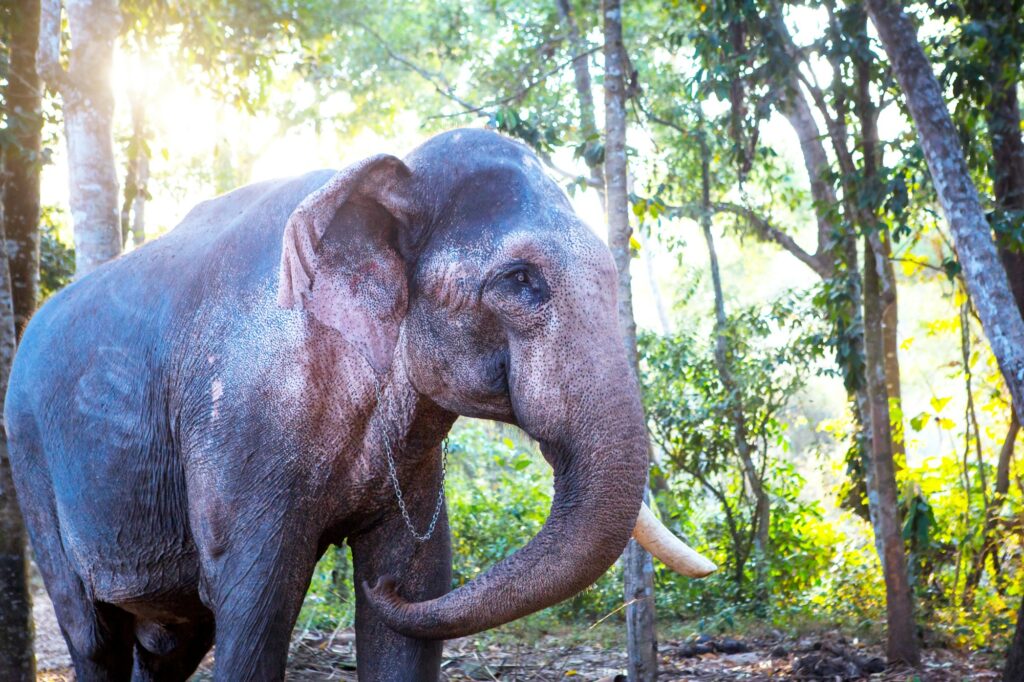 Indian elephant in the jungle on a chain - entertainment for tourists,