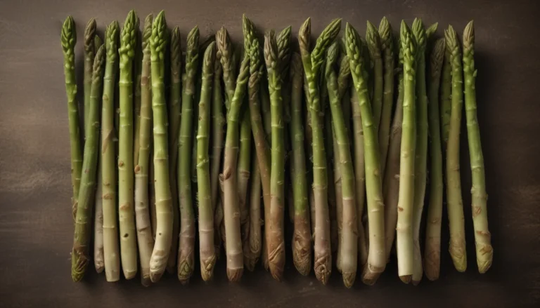 Delving into the Intriguing World of Asparagus Setaceus: 16 Facts to Inspire Your Plant Journey