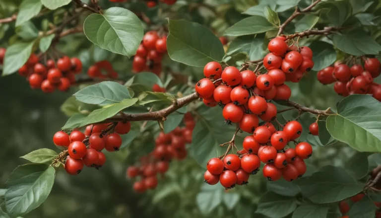 Discovering the Wonders of Cotoneaster: 15 Fascinating Facts